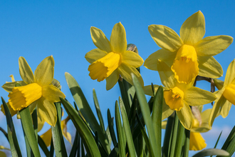 Daffodils against a blue sky