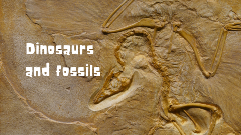 A pterodactyl fossil