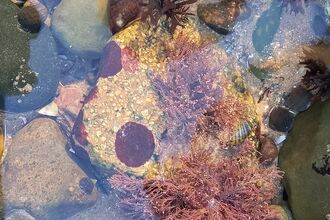 Rockpool, seaweed, rocks, water