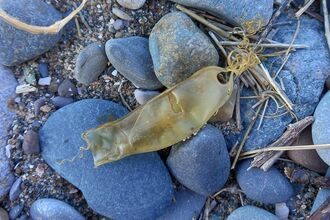 A picture of a Nursehound shark eggcase