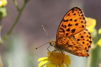 Marbled fritillary butterfly on a flower