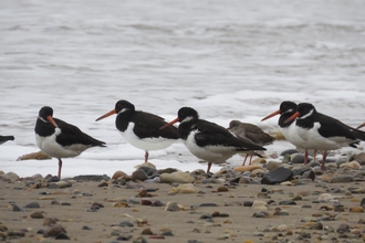 Oystercatchers on a shingle beach