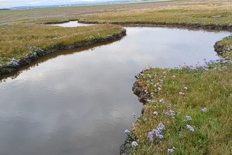 saltmarsh