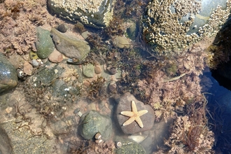 Starfish in a rockpool