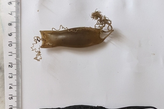 Three egg cases
