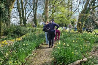 A group of people walking through a wood with daffodils. 