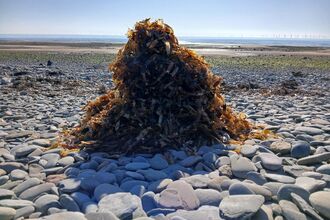 A mountain of eggcases.