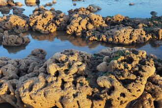 Honeycomb worm.