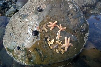 Starfish on rocks