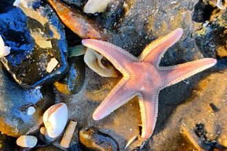Starfish
