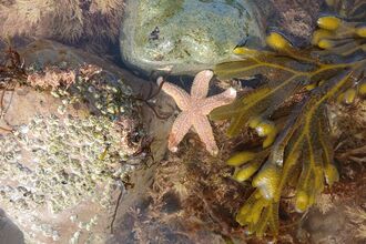 Rockpool