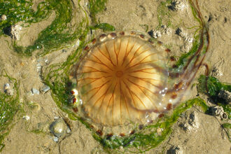 Compass jellyfish lying on the sand, surrounded by green seaweed