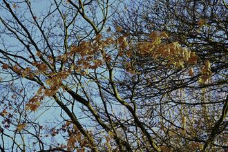 Autumn leaves with a sky backdrop.