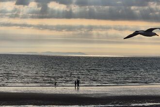 Seagull flying on a beach.