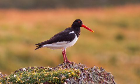 Oystercatcher on a rock