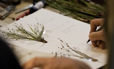 A person identifying grasses