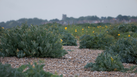 Vegetated shingle beach