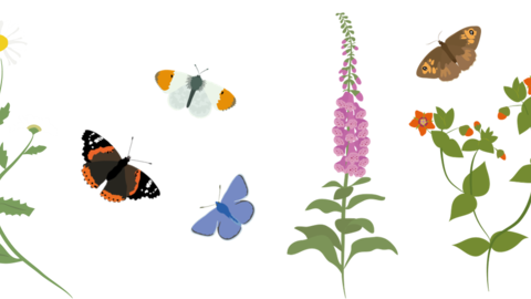 Pollinators and flowers illustration