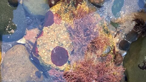 Rockpool, seaweed, rocks, water