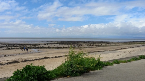 Beach, blue sky, some plants