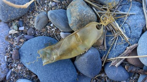 A picture of a Nursehound shark eggcase