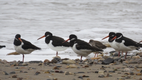 A group of oystercatchers on the beach