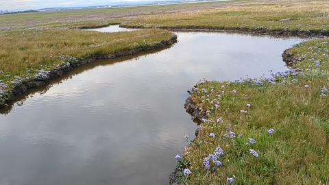 saltmarsh
