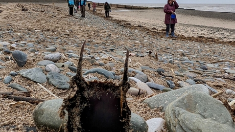 Egg case propped up by stones. You can see people on the beach and Rossall Point Tower in the distance