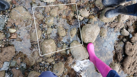 A quadrat on a rockpool