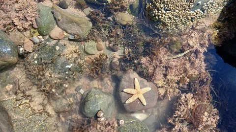 Starfish in a rockpool