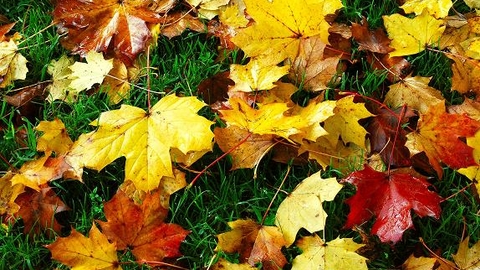 Autumn leaves