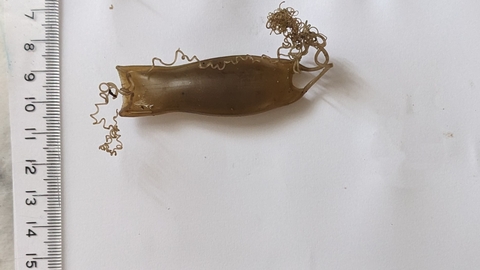Three egg cases
