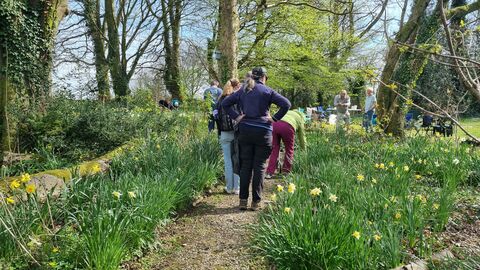 A group of people walking through a wood with daffodils. 