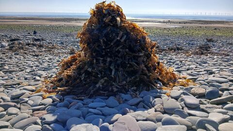 A mountain of eggcases.