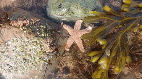 Starfish, seaweed, rocks