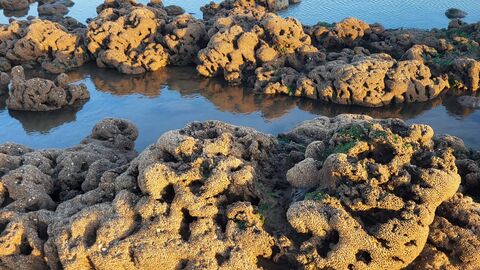 Honeycomb worm.