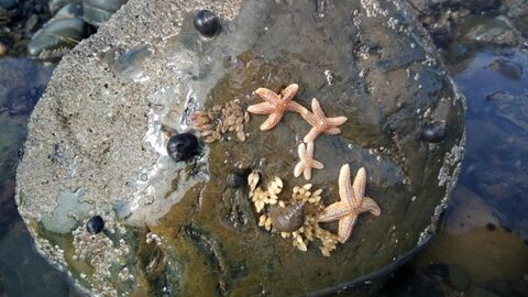 Starfish on rocks