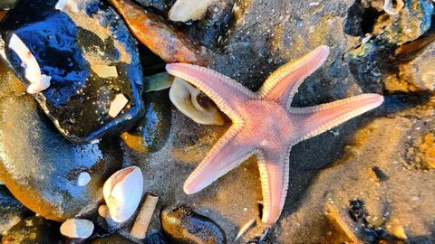 Starfish