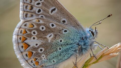 Common blue butterfly sat with wings closed on a blade of dune grass