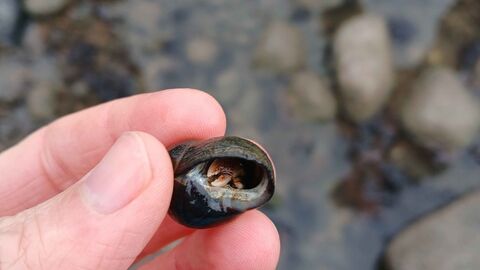 Hermit crab