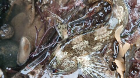 Fish in a rockpool.