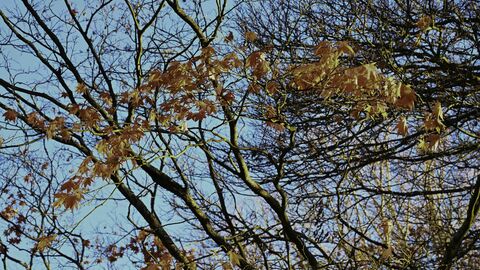 Autumn leaves with a sky backdrop.