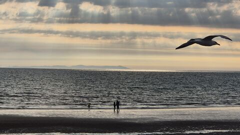 Seagull flying on a beach.