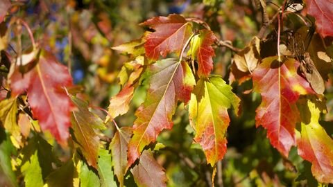 Autumn leaves