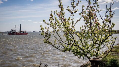 High tide up against the sea wall in Fleetwood. In the foreground a bush is coming into leaf, on the water there is a red boat.