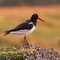 Oystercatcher on a rock