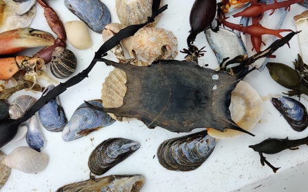 Shark eggcases and shells