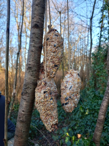Pinecones covered in fat and birdseed