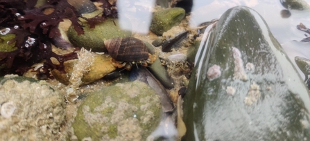 A hermit crab and sandmason worm in a rockpool