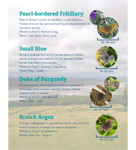 An infographic showing key butterfly species of the bay - Pearl-bordered fritillary, Small Blue, Duke of Burgundy and Scotch Argus